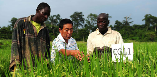Cover photo Abidjan, 2011. Chinese rice expert Liu Lanjin introduces the characteristics of rice<br /><br /><br /><br /><br /><br />
varieties from China at the rice plots in Divo, Cote d'Ivoire.<br /><br /><br /><br /><br /><br />
Photographer Ding Haitao/Xinhua Press/Corbis