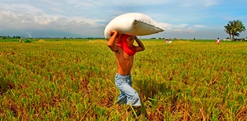 Essays On Agriculture
