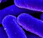 AMR teaser Microscopic organisms