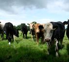 Cattle - Image credit Fiona MacGinty-O’Neill via Flickr Cattle - Image credit Fiona MacGinty-O’Neill via Flickr
