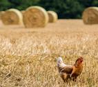 Clucking Harvest - Mark Seton/Flickr Clucking Harvest - Mark Seton/Flickr