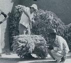 Richard Longhurst weighing sorghum in Northern Nigeria, 1976 Richard Longhurst weighing head loads of harvested sorghum to assess grain production in the north of Nigeria, 1976