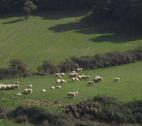 Sheep in field - PASTRES Sheep in field - PASTRES