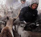 Why killing reindeer is poor science