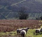 Welsh sheep - Andrew Hill/Flickr Light and shade across the valley between Cregrina and Glascwm.
