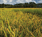 RuralFuturesColloquium Rural futures colloquium news story photo