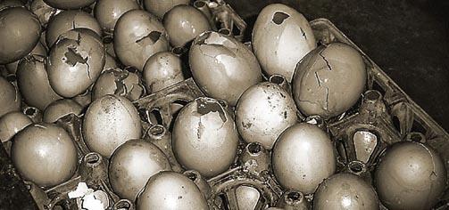 A pallet of broken eggs
