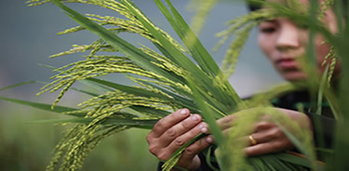 Image: East Asian rice farmer. Credit: Oxfam America