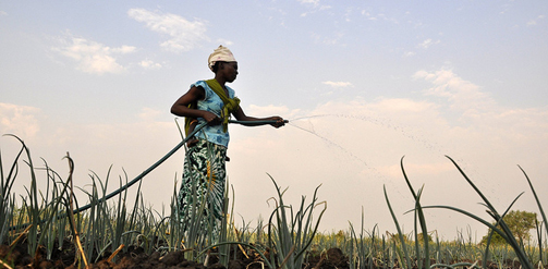 Photo relating to an irrigation project in Mozambique, run by Save the Children with UKaid support from the British government, has enabled women like Falesse to grow onions and tomatoes, which they can now sell in large quantities at the market. The income helps them to provide for their children and improve their living conditions. Credit: Marcos Villalta / Save the Children (CC BY-NC-ND 2.0)