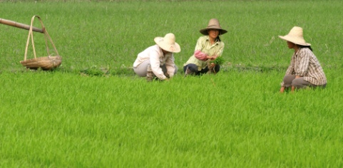 Agriculture Business