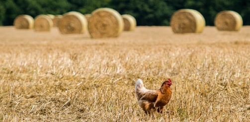 Clucking Harvest - Mark Seton/Flickr