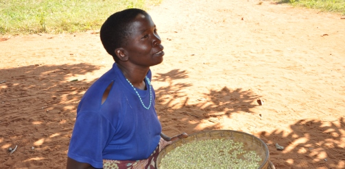 Unripe maize - Chiwerere Unripe maize - Chiwerere Photo PANITA/ Save the Children Tanzania