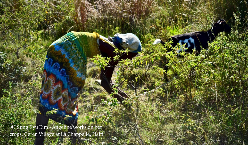 Angeline works on her crops in Geren Village, La Chappelle, Haiti