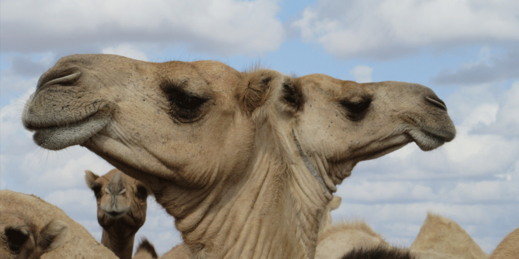 Which way for pastoral development?’ Camels in Isiolo, Kenya