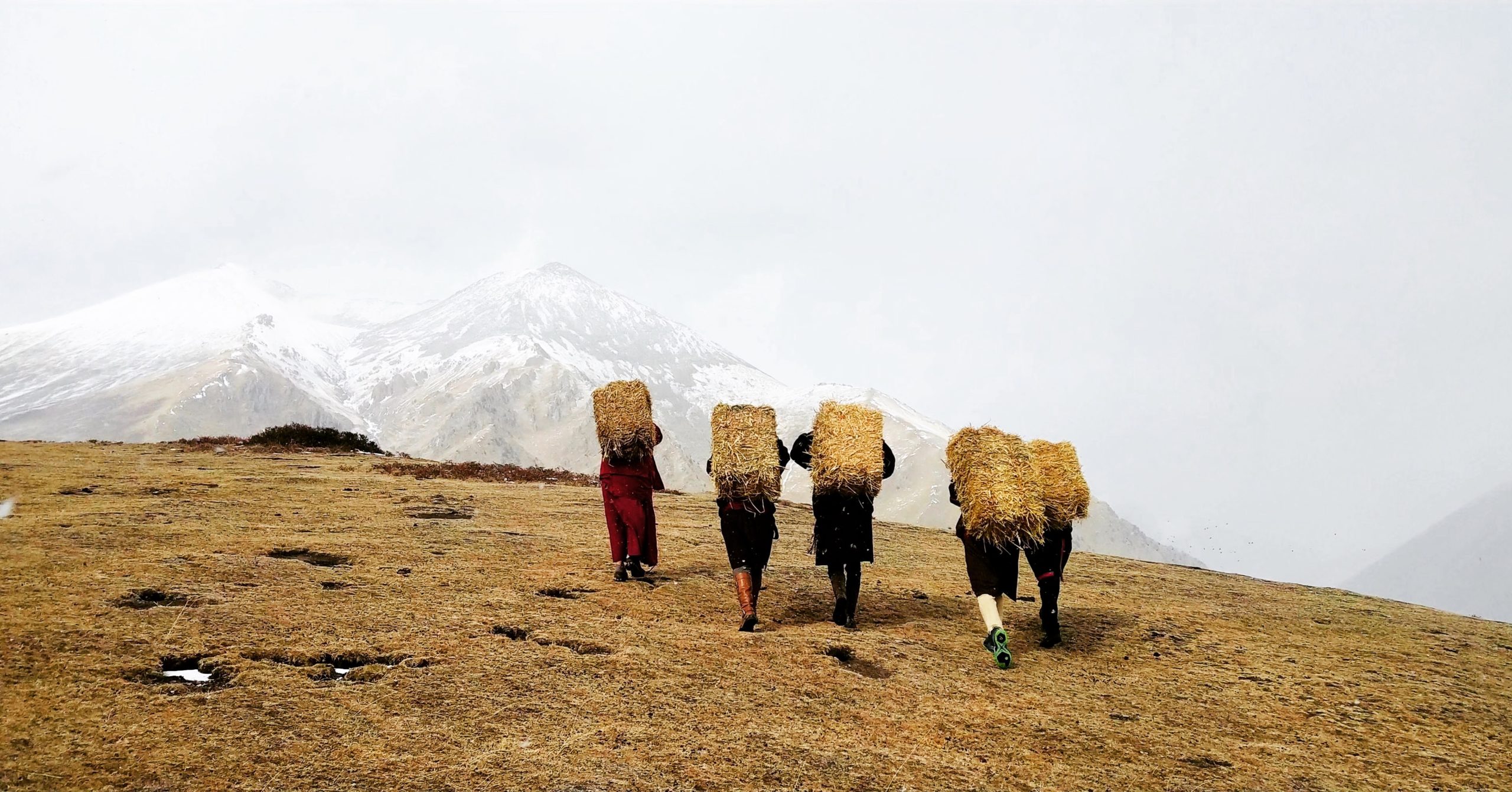 Pastoralism and uncertainty (online)