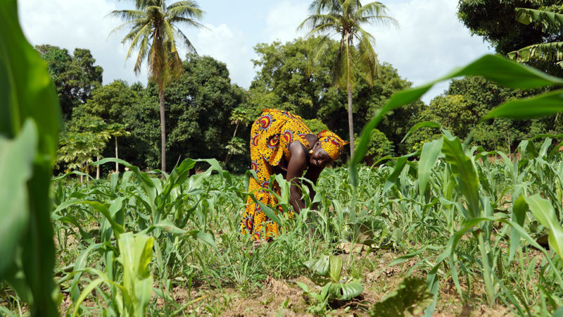 Woman bent over working in a maize field with palm trees in the background.