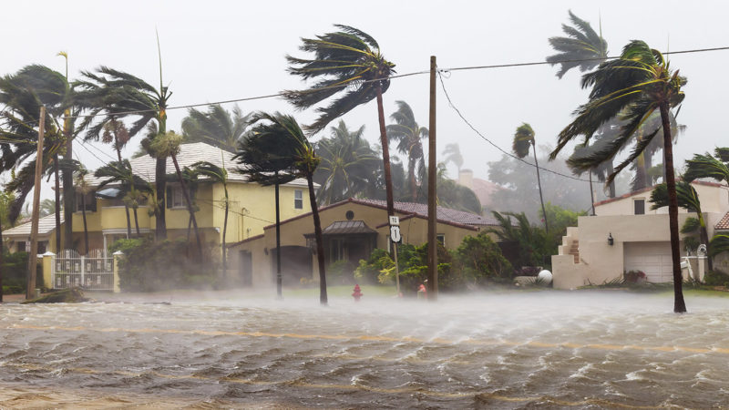 Palm trees blowing in the winds in flooded Las Olas Blvd, Florida following catastrophic hurricane Irma.