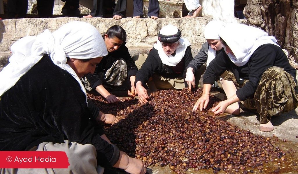 Iraqi women gathered around and sorting through a fruit harvest