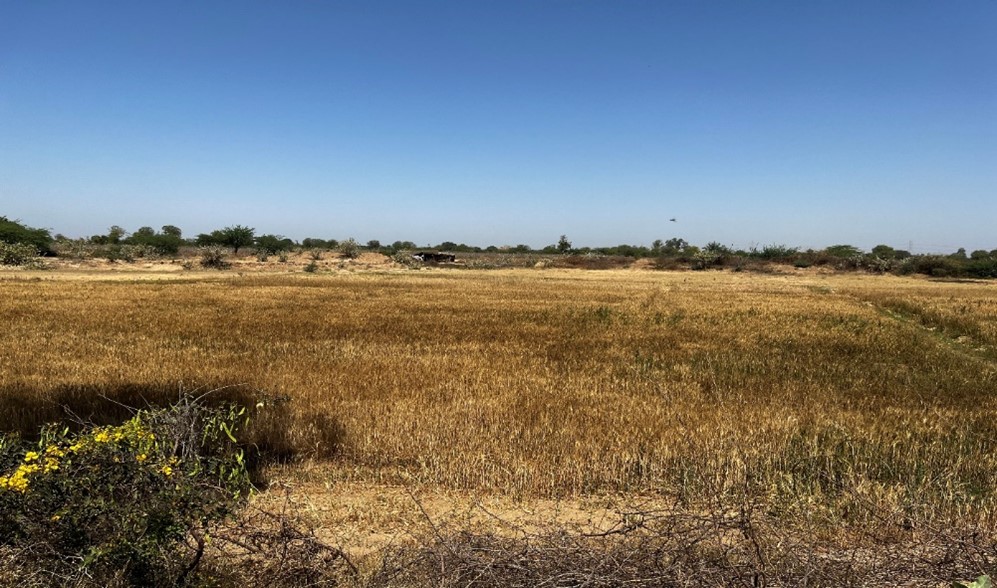 A dry cumin field rendered uncultivable due to 2017 floods
