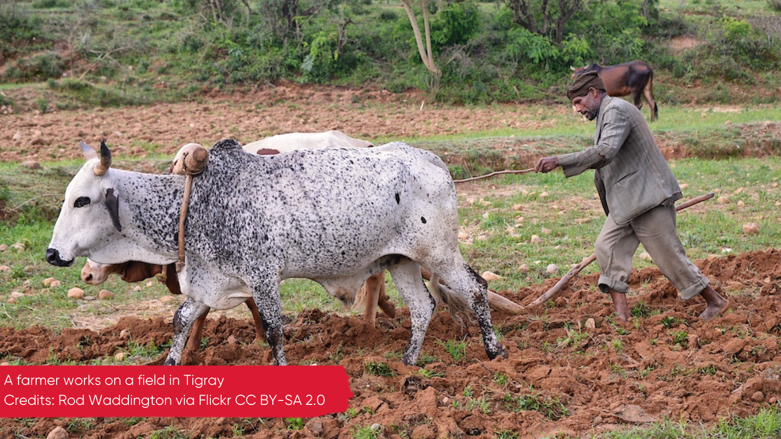 A Tigrayan farmer works the land 