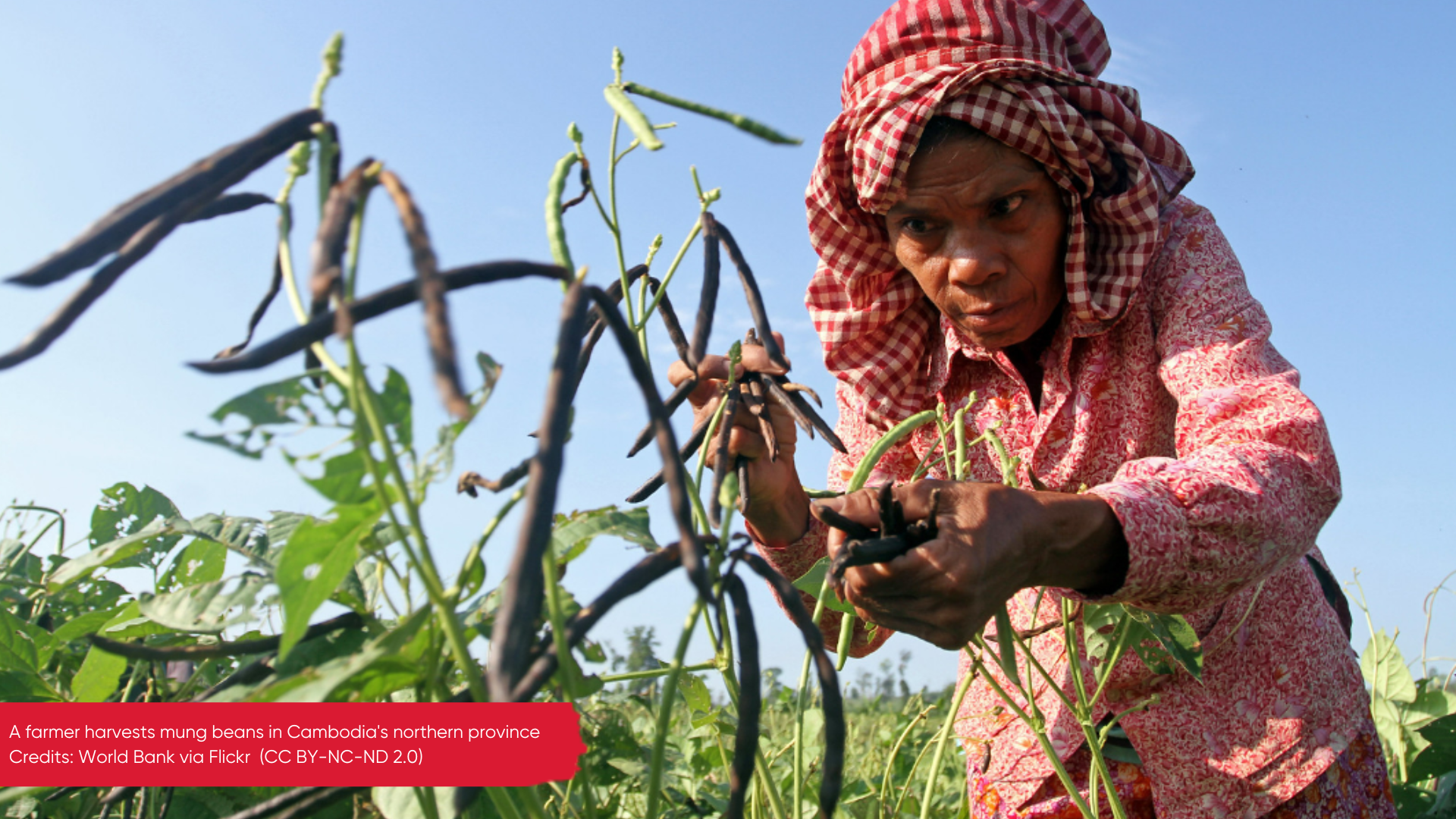 A farmer harvests mung beans in Cambodia