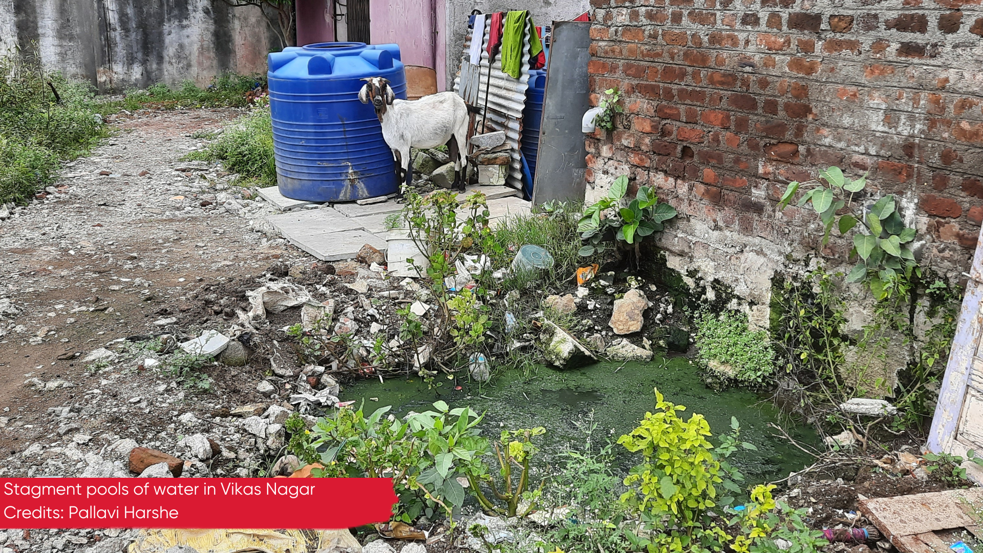 Stagnant pools of water in the Indian village of Vikas Nagar