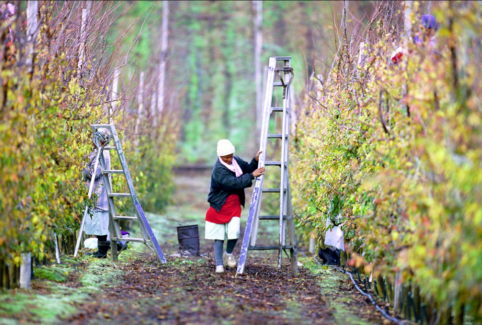 A farm worker prunes trees in South Africa