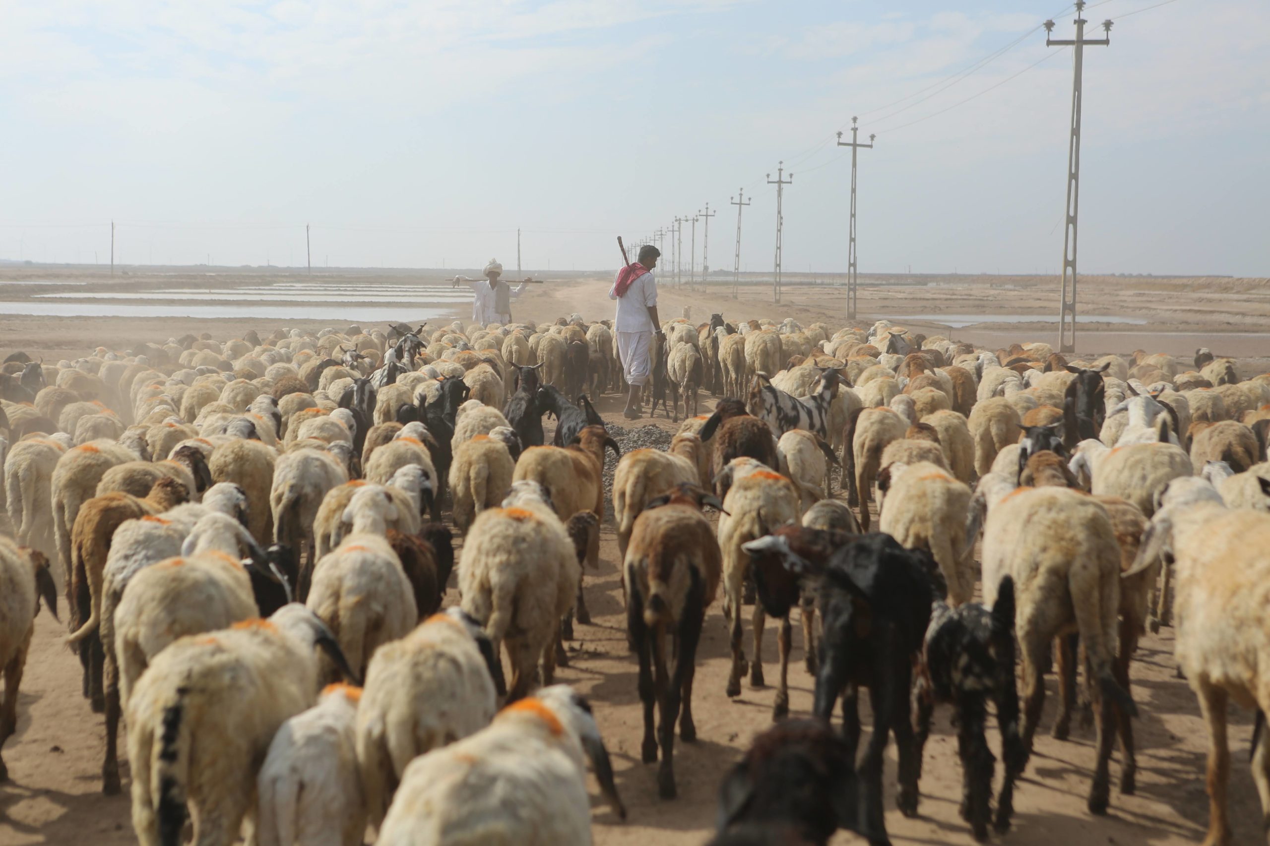 Patoralists hearding their animals