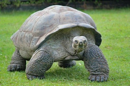 A giant tortoise 