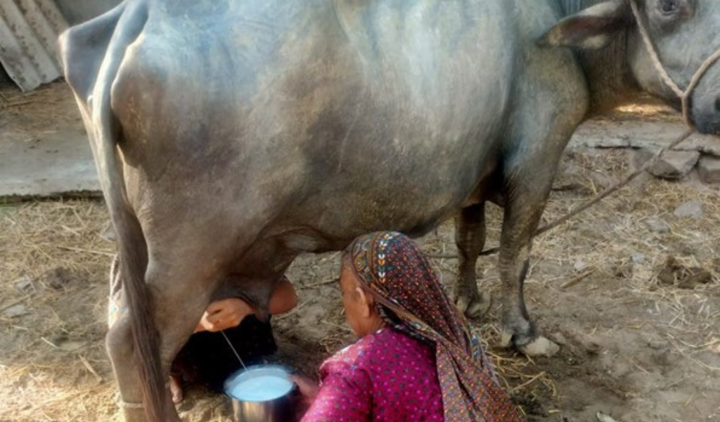A Jat woman milks a cow 