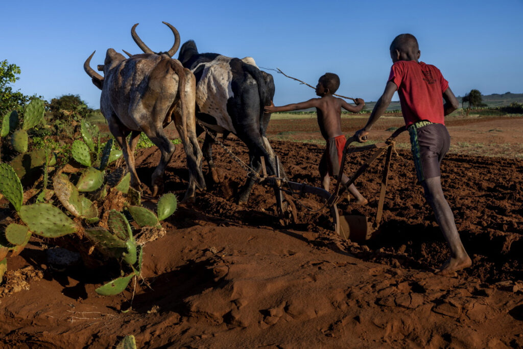 Children ploughing a field with a plough pulled by a pair of cattle.