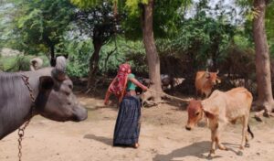 Woman in rural gujrat with livestock
