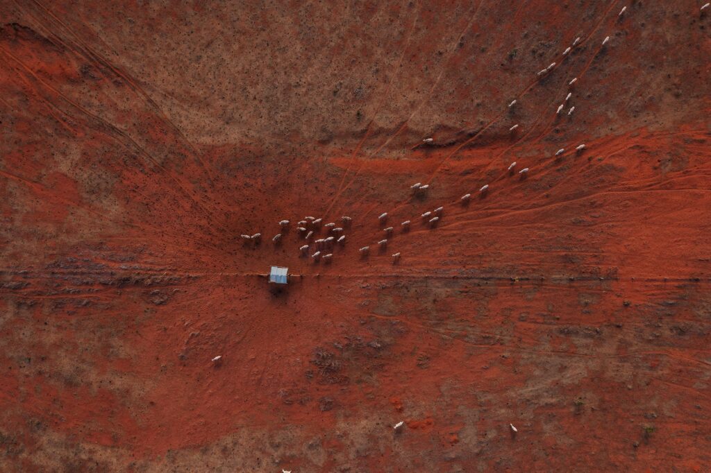 An overheard shot of a large expanse of red earth with a heard of cattle appearing like small dots on the landscape, in the cerrado region of Brazil.