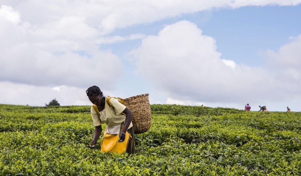 A woman picking tea leaves by hand with a straw basket on her back, and a wide blue sky with white clouds behind her and other tea pickers on the horizon.