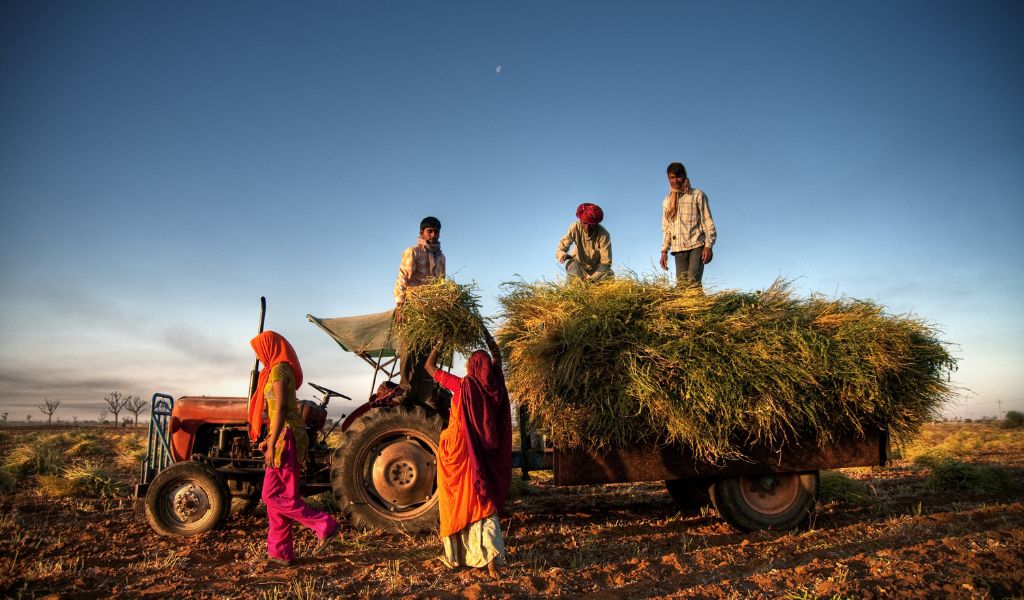 A family of farmers harvesting crops in a field