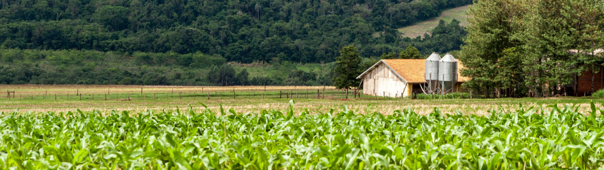 A photo of small silo for grain storage in the background, with blurred corn plantation in the foreground, in Brazil.