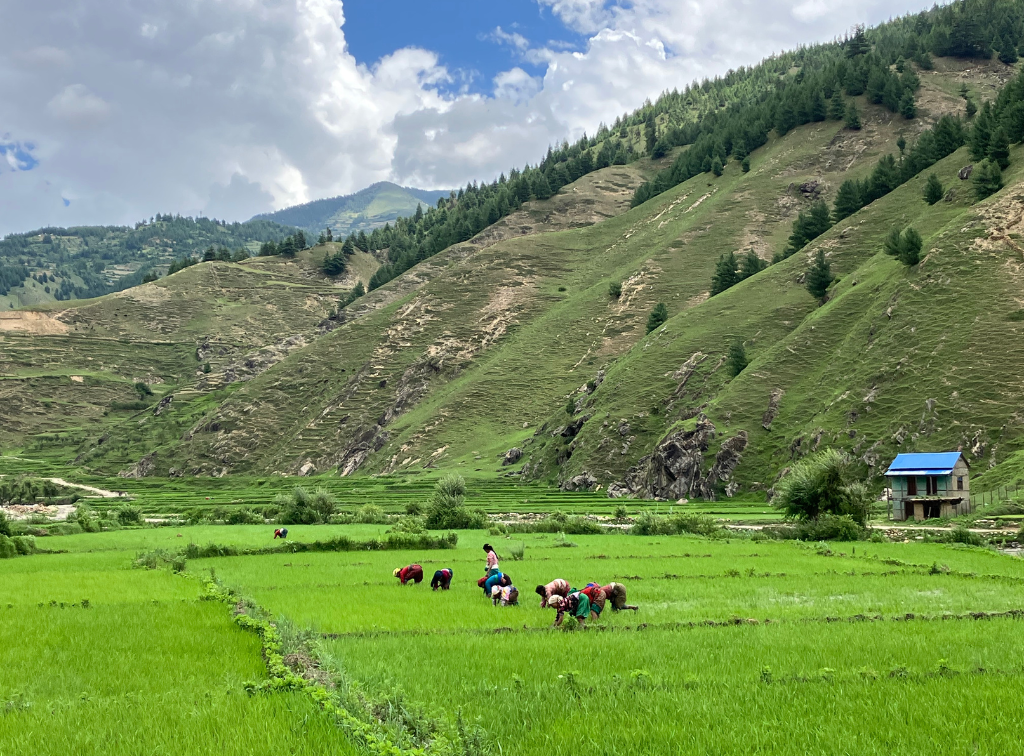 Nine women photographed in a rice field in Nepal. There is a large mountain in the background.