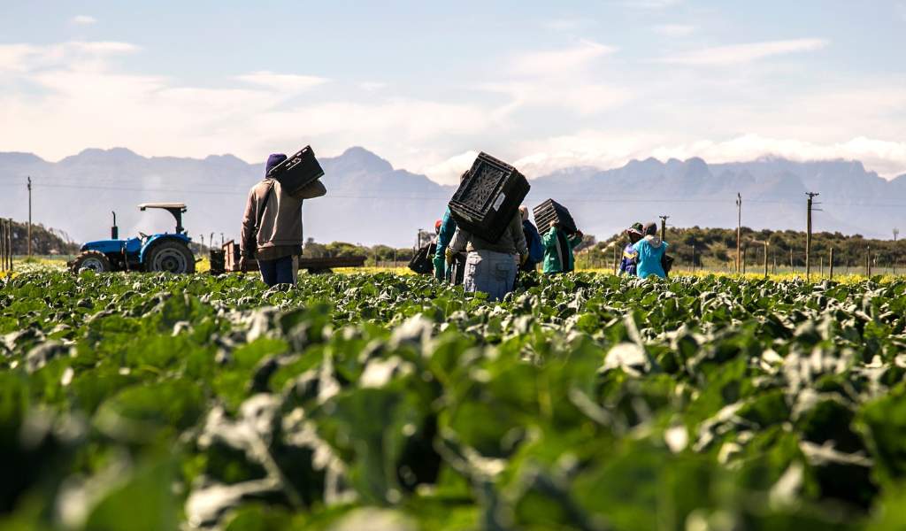 A close up of green crops with workers walking through the field in the middle distance. A tractor can be seen in the distance with mountains and a blue sky beyond.