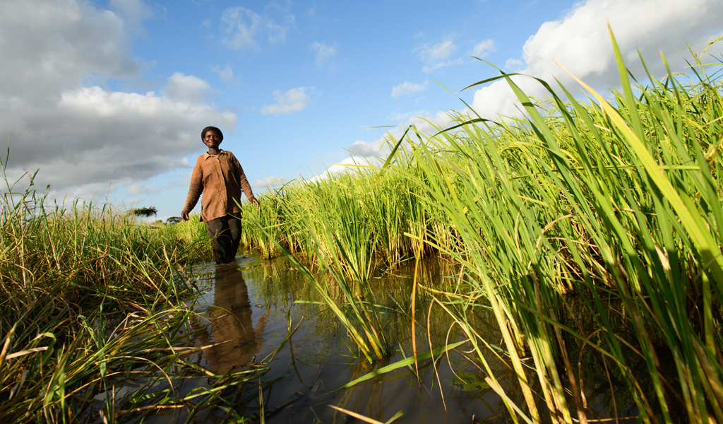 A woman smiles as she walks through a rice field full of healthy crops. The positioning and low angle of the camera accentuates the bright green crops and the deep blue sky in the background.