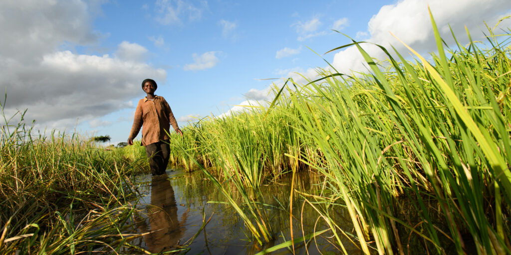 A woman smiles as she walks through a rice field full of healthy crops. The positioning and low angle of the camera accentuates the bright green crops and the deep blue sky in the background.