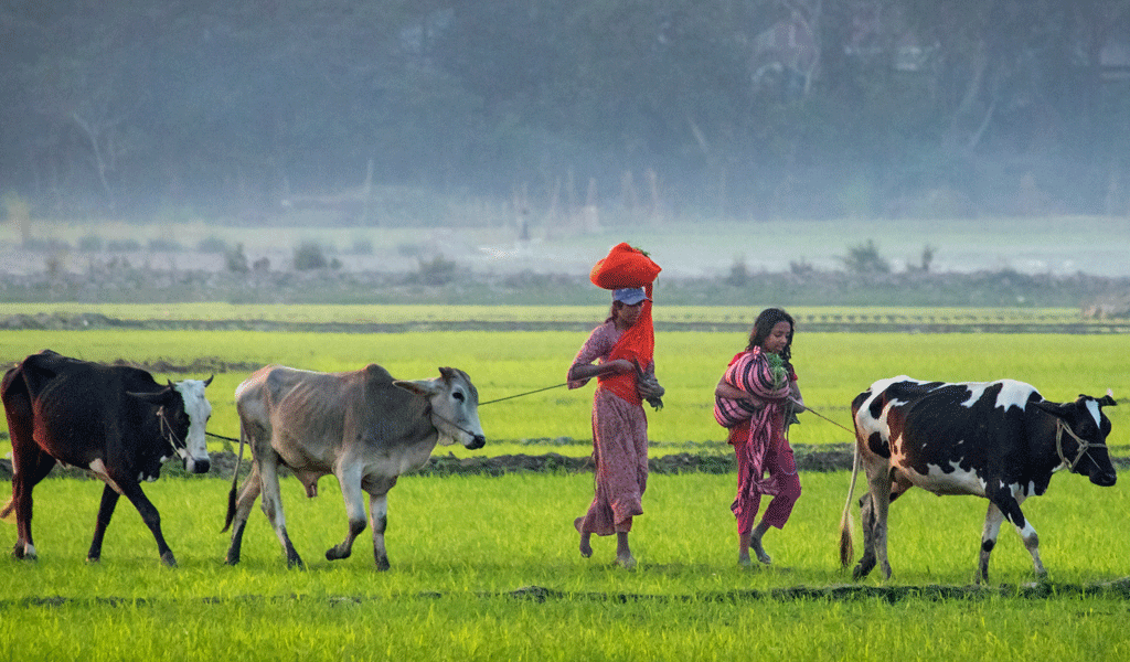 A Woman and teenage returns her cattle after grazing in a rural village in Bangladesh.