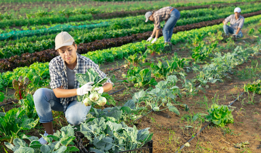 Women wearing checked shirt and pants with a hat and gloves working in an agricultural farm picking up kohlrabi.