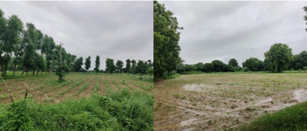 A green farm during monsoon where cotton is cultivated. The farm on the left was unaffected by rain, while the field on the right was waterlogged.