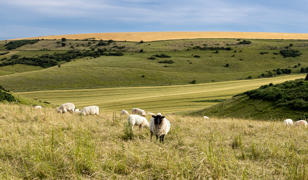 green and lemon grasslands