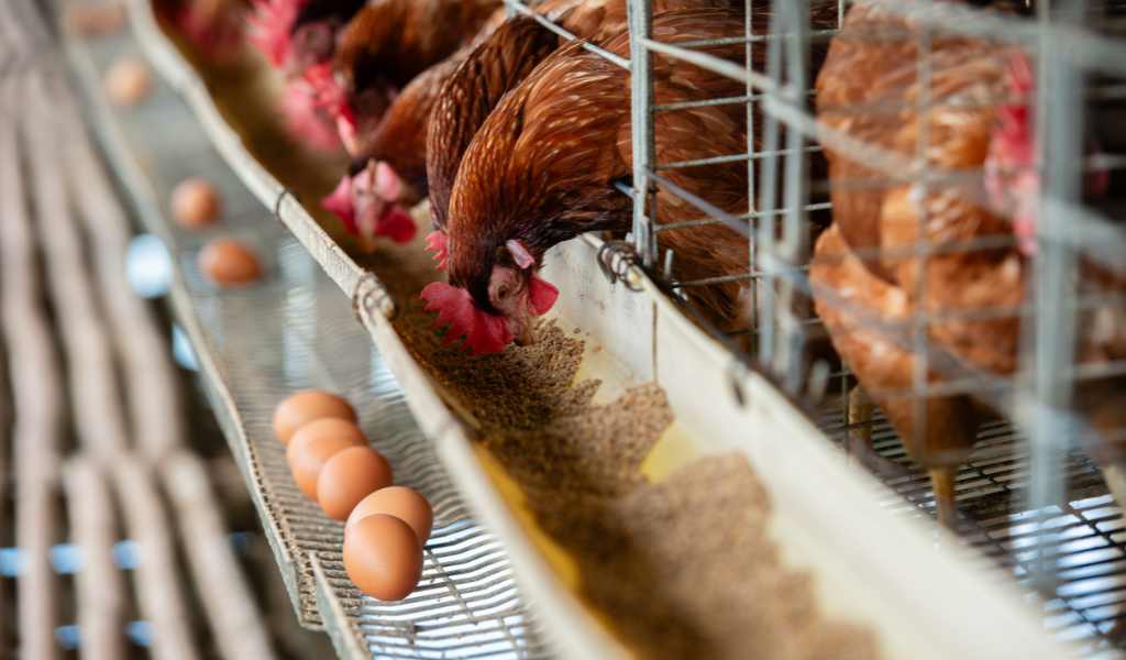 Brown chicken's leaning out of a metal cage to feed from a metal trough. A row of brown eggs lies beneath them.