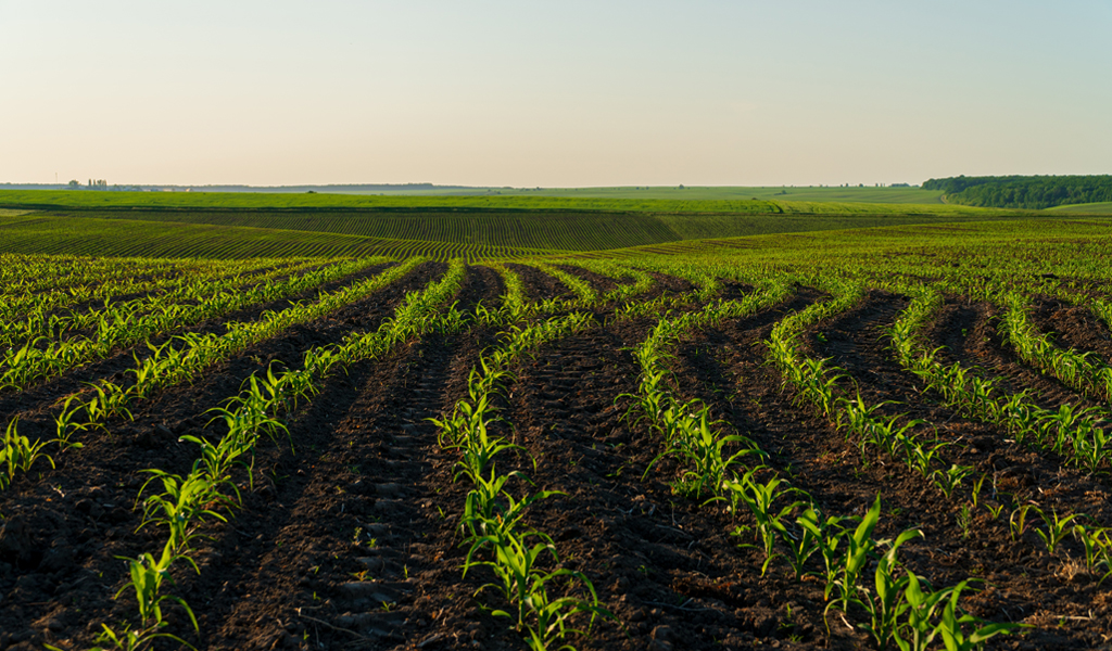 A photo of a large agricultural field with corn plants.
