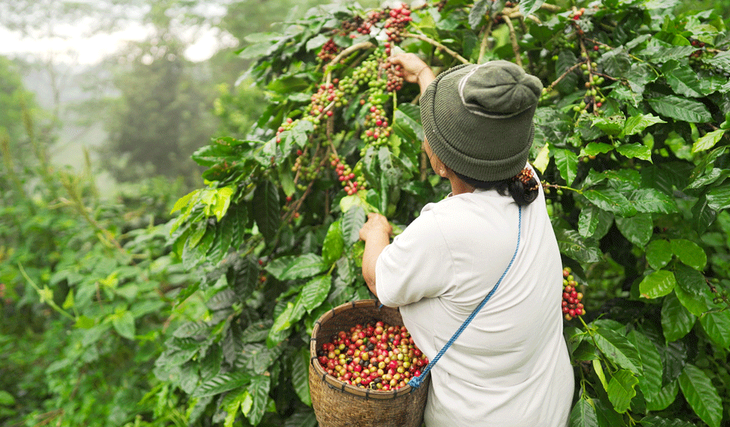 A photo of a arabica coffee farmer harvesting ripe beans on a plantation in rural Asia.
