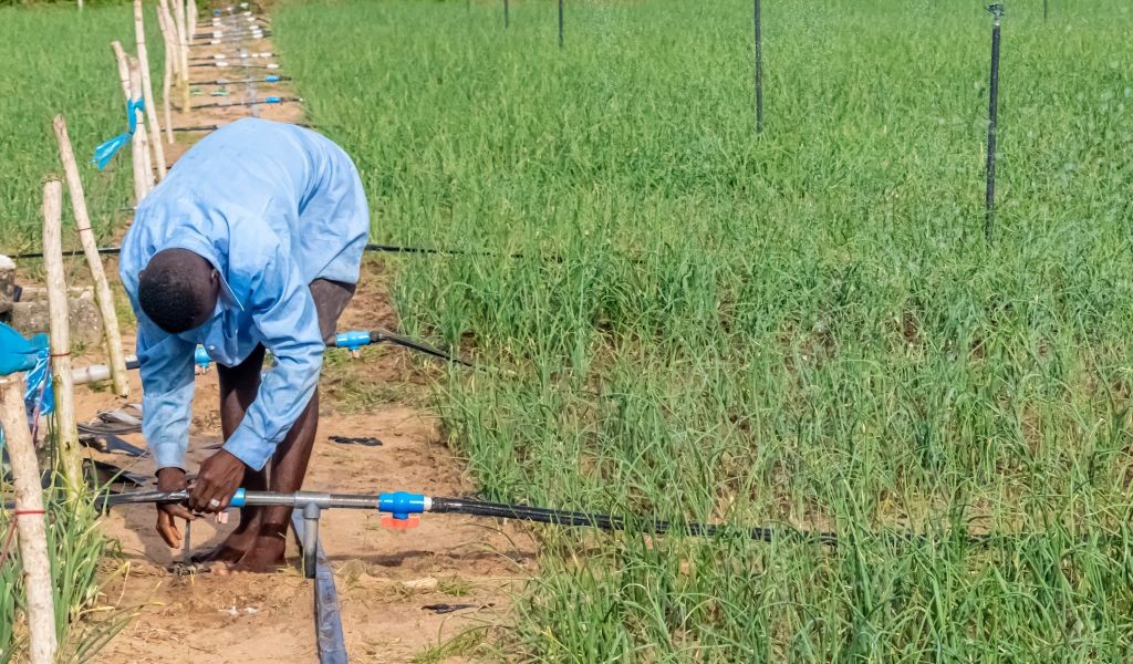 A man bends over in a field, apparently adjusting something on a pipe running through plants