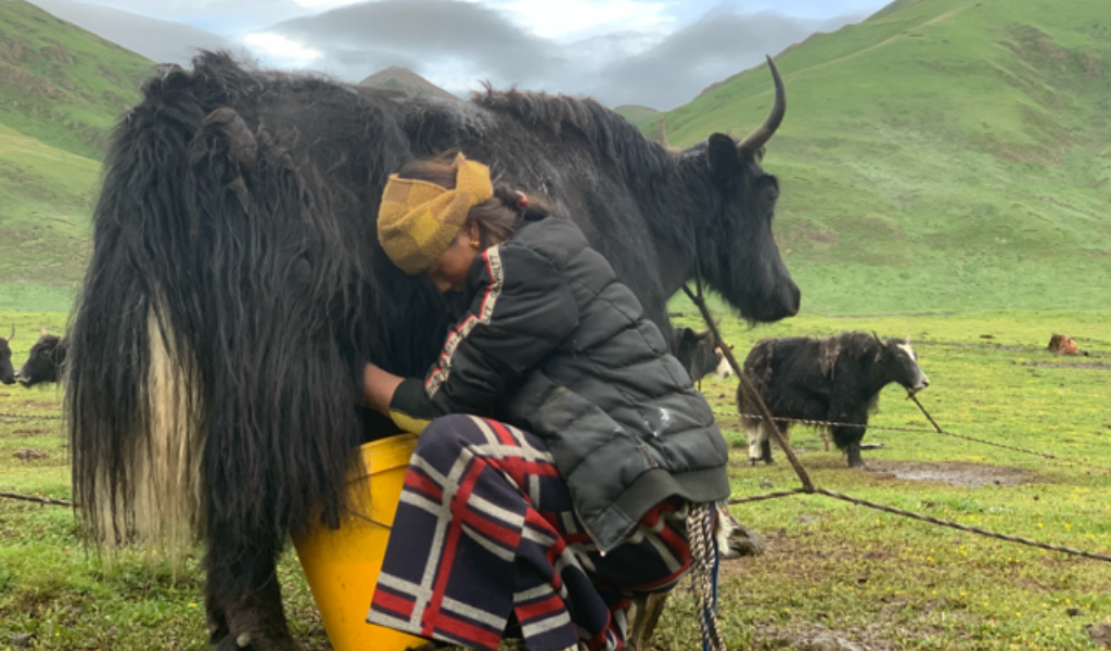 A woman crouched down milking a large black cow with horns by hand. Green lush land behind them.