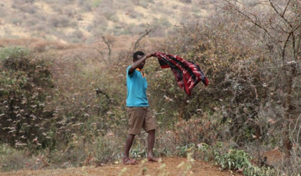 A man waving a red checked shirt among a swarm of small insects in a dry landscape with trees and shrubs.